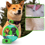 12-Month Flea & Tick Protection Pendant for Dogs – Natural, Water-Resistant, One-Size Collar Tag Last Day 50% OFF 🔥