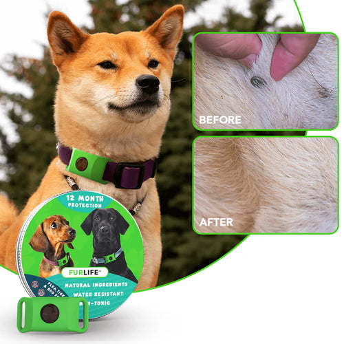 12-Month Flea & Tick Protection Pendant for Dogs – Natural, Water-Resistant, One-Size Collar Tag Last Day 50% OFF 🔥